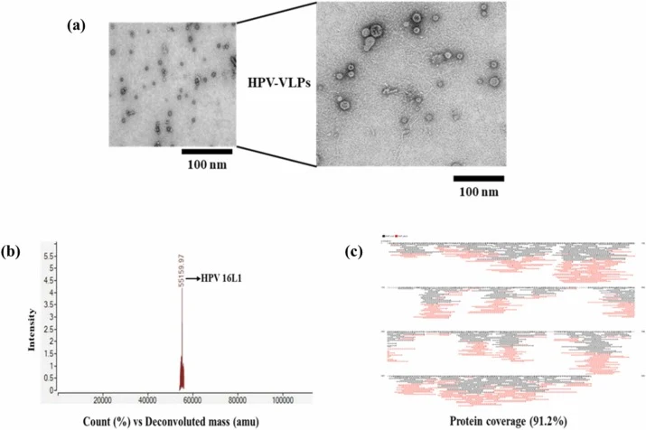 (a) 使用透射电子显微镜对VLPs样品进行负染,表征HPV-VLPs。(b) HPV 16L1蛋白的去卷积ESI-TOF质谱图及(c) HPV-VLPs蛋白序列覆盖率与计算机模拟HPV-VLPs序列的比较。