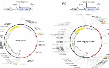 HPV16 L1-VLP毕赤酵母表达系统优化及微型反应器验证
