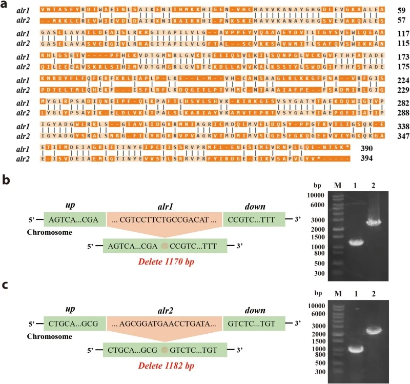 Bioinformatics analysis of the alanine racemase gene in B. amyloliquefaciens and validation of scarless knockout mutant strains. (a) Amino acid sequence homology alignment of alanine racemase Alr1 and Alr2. (b) PCR validation of the alr1 knockout mutant strain BA2. Lane M: DNA marker (1 KB Plus DNA