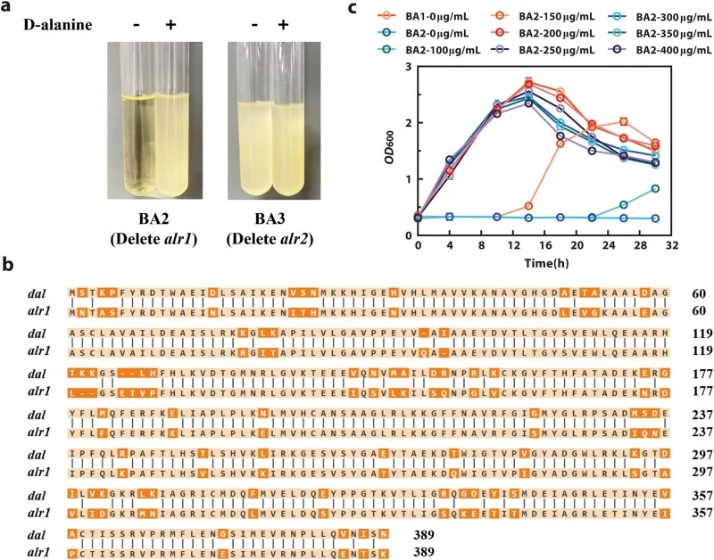 Effects of alanine racemase gene deletion on strain growth and characterization of the D-alanine auxotrophic strain BA2. (a) Growth comparison of strains BA2 and BA3 with or without exogenous D-alanine supplementation. (b) Amino acid sequence homology analysis between alr1 and dal. (c) Effect of var