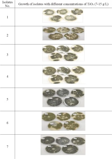 不同浓度TiO₂(7–15 g/L)下真菌分离株在改良Czapek's Dox琼脂上的生长。