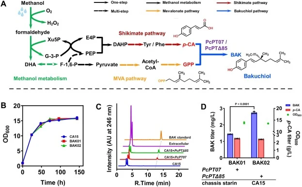 Characterization of engineered Pichia pastoris platform strains for bakuchiol production. (A) Schematic overview of the engineered biosynthetic pathway for bakuchiol production. PcPT07 and PcPTΔ85 represent the full-length and N-terminal signal peptide-truncated BAK synthase, respectively. F-1,6-P,