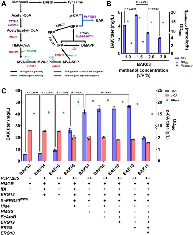 Improving BAK synthesis by strengthening the MVA pathway. (A) Schematic diagram of the engineered MVA pathway for BAK synthesis. Key enzymes: ERG10, acetoacetyl-CoA thiolase; HMGS, HMG-CoA synthase; HMGR, HMG-CoA reductase; ERG12, mevalonate kinase; ERG8, phosphomevalonate kinase; ERG19, diphosphome