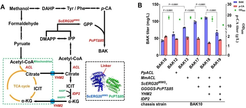 Enhancing BAK accumulation through acetyl-CoA supply and a dual-enzyme substrate channel. (A) Methanol metabolism synthesizes acetyl-CoA. ICIT, isocitrate; α-KG, 2-oxoglutarate; GPP, geranyl pyrophosphate; p-CA, p-coumaric acid; DAHP, 3-deoxy-D-arabino-heptulosonic acid 7-phosphate; Phe, phenylalani
