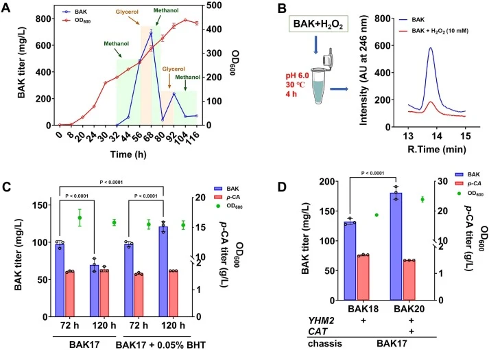 Enhancing BAK accumulation through an antioxidant strategy. (A) Methanol feeding-induced instability of BAK during scale-up fermentation (5 L working volume in a 15-L bioreactor). (B) Effect of extracellular H2O2 on BAK. (C) Antioxidant BHT promotes BAK accumulation. (D) Overexpression of catalase p