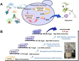 Engineering Pichia pastoris for methanol-driven efficient sy