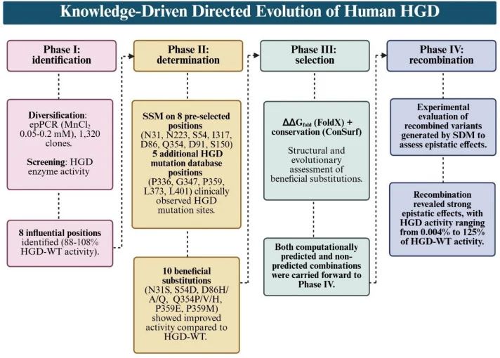 Knowledge gaining directed evolution of human HGD. Phase I: Diversification of HGD by epPCR generated three libraries with increasing mutational load (MnCl2 concentrations: 0.05, 0.1, 0.2 mM), which were screened to identify eight positions with potentially influential effects (88–108% relative acti