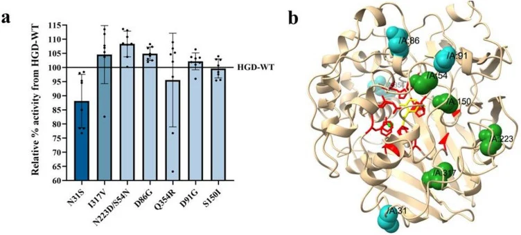 Identification and structural mapping of influential HGD positions from Phase I of KnowVolution. (a) epPCR libraries were generated with increasing MnCl₂ concentrations (0.05, 0.1, 0.2 mM; visualized as a blue gradient from light to dark) to introduce variants with progressively higher mutational lo