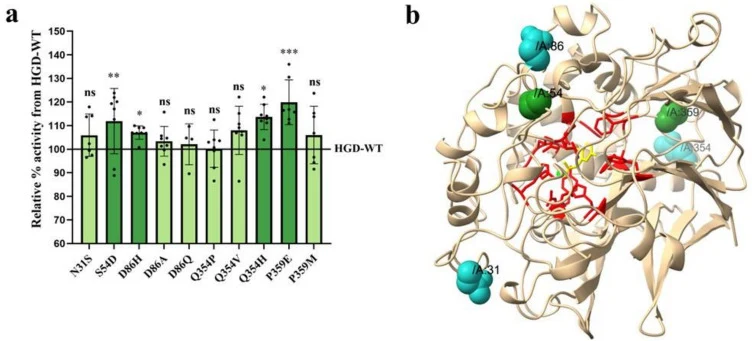 Beneficial substitutions from Phase II screening and their structural mapping within the monomeric 3D structure of human HGD. (a) Thirteen SSM libraries were generated at the eight positions identified in Phase I, along with five additional positions from the HGD mutation database. Variants were scr