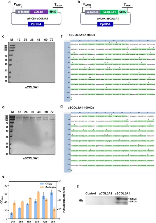 Construction, expression and identification of full-length human COL3A1. (a) Expression cassette of pPIC9K-aCOL3A1. (b) Expression cassette of propeptide-deleted pPIC9K-aSCOL3A1. (c, d) SDS-PAGE analysis of culture supernatants from GS115/pPIC9K-aCOL3A1 and GS115/pPIC9K-aSCOL3A1 strains after 72 h o