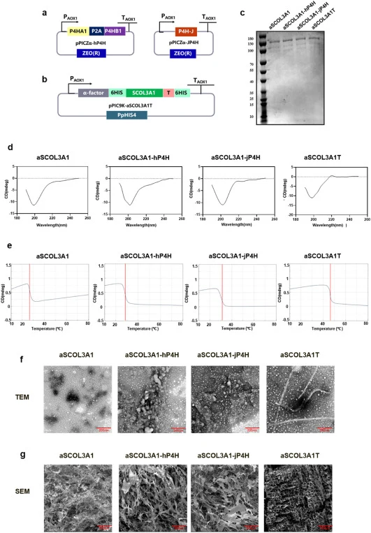 Structural optimization and characterization of recombinant full-length COL3A1. (a) Hydroxylase expression cassettes of pPICZα-hP4H and pPICZα-jP4H. (b) Expression cassette of pPIC9K-aSCOL3A1T. (c) SDS-PAGE analysis of the protein samples from the aSCOL3A1, aSCOL3A1-hP4H, aSCOL3A1-jP4H, and aSCOL3A1