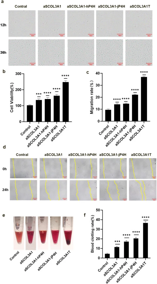 Biological activity analysis of recombinant full-length COL3A1. (a) Cell morphology of MSCs treated with different COL3A1 samples at 12h and 36 h. (b) The cell viability of MSCs treated with different COL3A1 samples at 36 h. (c) The cell migration test performed using MSCs. The scratched area was me