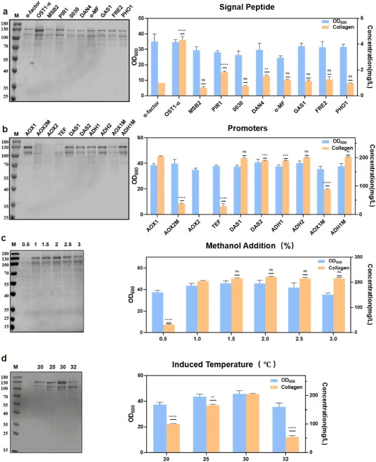 Expression system optimization for recombinant full-length COL3A1. (a) Analysis of collagen-expressing strains harboring different signal peptides. Shake-flask cultures (250 mL) were grown for 60 h and then analyzed for OD600, protein expression level, and by SDS-PAGE. (b) Analysis of collagen-expre