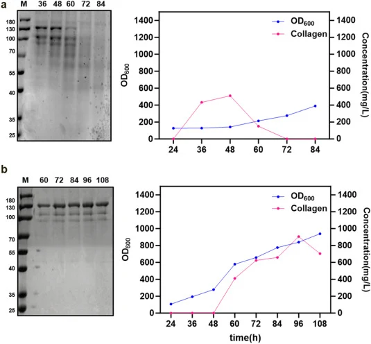 Producing full-length human COL3A1 in a 5 L Bioreactor. (a) Direct methanol induction: A 5 L bioreactor containing 1/2 BSM medium supplemented with 20 g/L peptone was inoculated with 20 mL of an overnight culture. After a 24-h batch fermentation phase, methanol feeding was initiated. Cell density (O