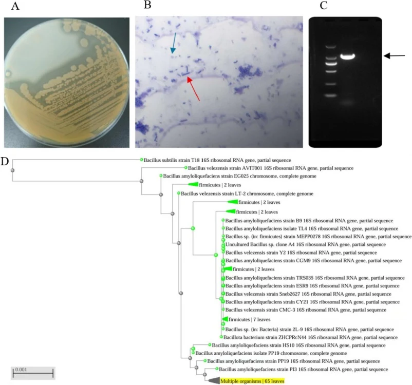 Morphology and identification of B. amyloliquefaciens Ba2501. A, Colony morphology and protein solubilization of Ba2501 on nutrient agar plates containing 2% skim milk. B, Simple staining with methylene blue (Red arrow: vegetative cells;Blue arrow: spore). C, Agarose gel electrophoresis showing ampl