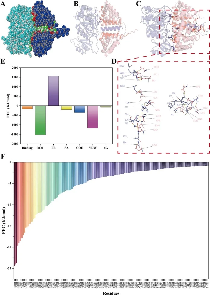 Docking and interaction analysis of the subtilisin–Fel d 1 complex. (A) Schematic representation of the subtilisin–Fel d 1 binding interface; the red area highlights the specific contact region. (B) Detailed view of the docked subtilisin–Fel d 1 complex. (C) Conformation of the subtilisin–Fel d 1 co