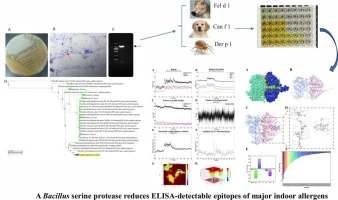 A Bacillus amyloliquefaciens serine protease reduces ELISA-d