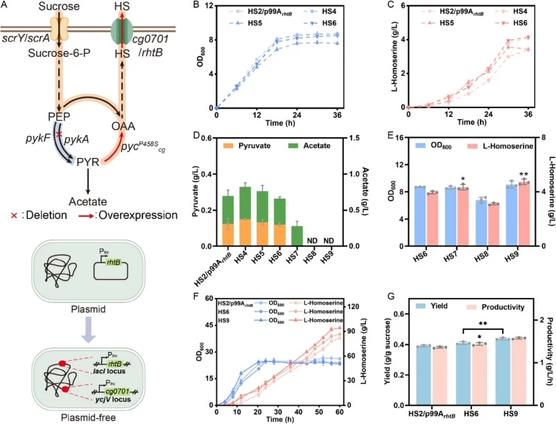 (A) Schematic diagram of plasmid-free strain construction and byproduct elimination, partial graphics are derived from BioGDP (Jiang et al., 2024). (B)-(C) l-Homoserine production (B) and OD600 (C) of strains HS2/p99ArhtB, HS4, HS5, and HS6. (D) Pyruvate and acetate production of strains after modif