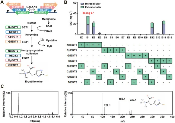 EGT production in strains with different EGT pathway combinations. (A) Plasmids carrying EGT synthase genes (egt1 and egt2) and a schematic overview of the EGT biosynthetic pathway. (B) EGT production in S. cerevisiae expressing different combinations of EGT1 and EGT2. (C) LC-MS analysis of EGT prod