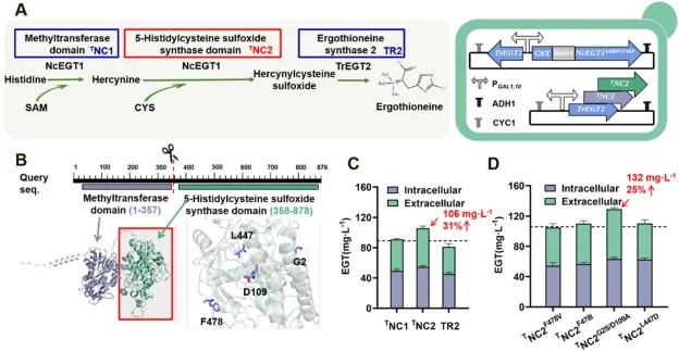 Enhancing the rate-limiting domain of NcEGT1 to improve EGT biosynthesis. (A) EGT biosynthetic pathway and dual-plasmid expression system. (B) Three-dimensional structure of NcEGT1 and mutation sites in TNC2. AlphaFold2 was used to generate the NcEGT1 model and key mutation sites within TNC2 are sho
