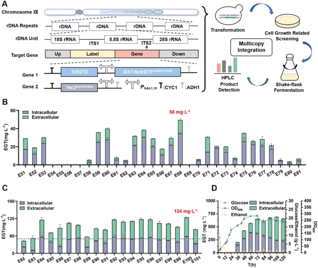 Multicopy integration enhances EGT production. (A) Schematic of the multicopy integration strategy. (B) EGT titer of strains after Gene 1 integration. (C) EGT titer upon multicopy integration of Gene 2 into the E68 strain. (D) Fed-batch fermentation of strain E103 was performed in a 5-L bioreactor.