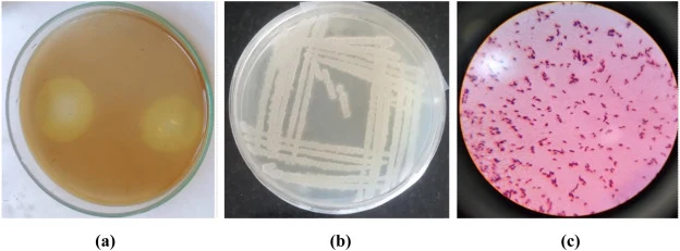 细菌分离株Gz4的形态学特征 (a) 显示Gz4水解圈的角蛋白琼脂平板 (b) 显示Gz4生长的营养琼脂平板 (c) Gz4的革兰氏染色。