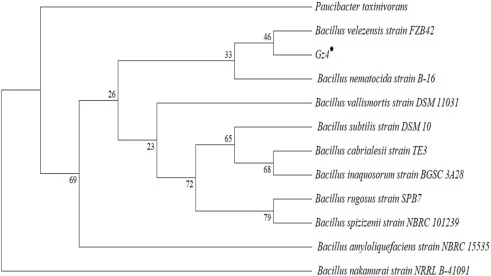 使用Mega 12软件构建的Bacillus vallismortis Gz4系统发育树。