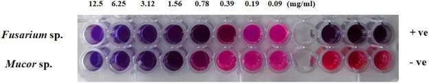 粗酶提取物对 Fusarium sp. 和 Mucor sp. 的最低抑菌浓度(MIC)