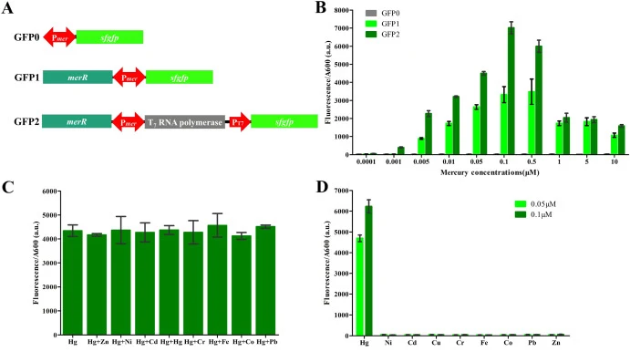 Mercury ion detection. (A) Genetic design of the mercury-responsive biosensor. (B) Comparison of fluorescence intensities of strains at different mercury concentrations. (C) Effect of 0.1 μM other metal ions on the fluorescence intensity of the GFP2 strain in medium containing 0.05 μM mercury. (D) F