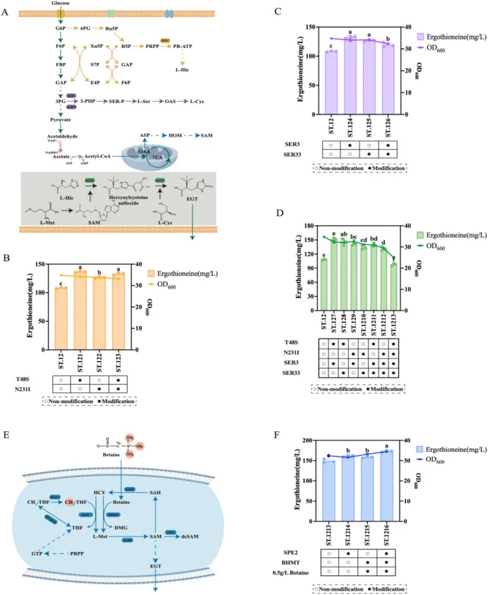 Engineering of L-His and L-Cys biosynthetic pathways for enhanced precursor supply. (A) Metabolic network engineering strategies to enhance L-His and L-Cys precursor supply. (B) Effects of HIS1 point mutations on EGT titer. (C) Enhancement of L-Cys supply by overexpression of SER3 and SER33 genes. (