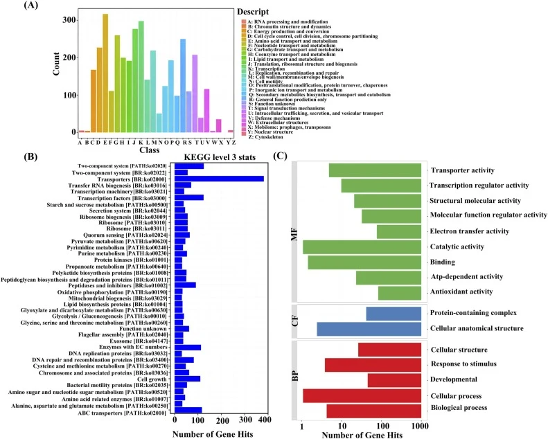 Functional annotation of B . velezensis J69. (A) COG functional classification of predicted genes, showing the number of genes assigned to each category; (B) KEGG pathway classification (Level 3), presenting the most abundant metabolic and regulatory pathways based on gene counts; (C) GO annotation