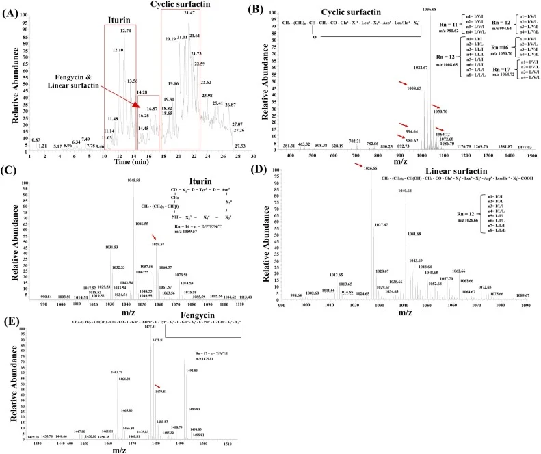 LC–ESI–MS/MS characterization of the crude lipopeptide extract from B . velezensis J69 and representative MS/MS spectra of selected precursor ions (indicated by red arrows) corresponding to four lipopeptide classes. (A) (TIC) of the crude lipopeptide extract acquired in positive-ion ESI mode, repres