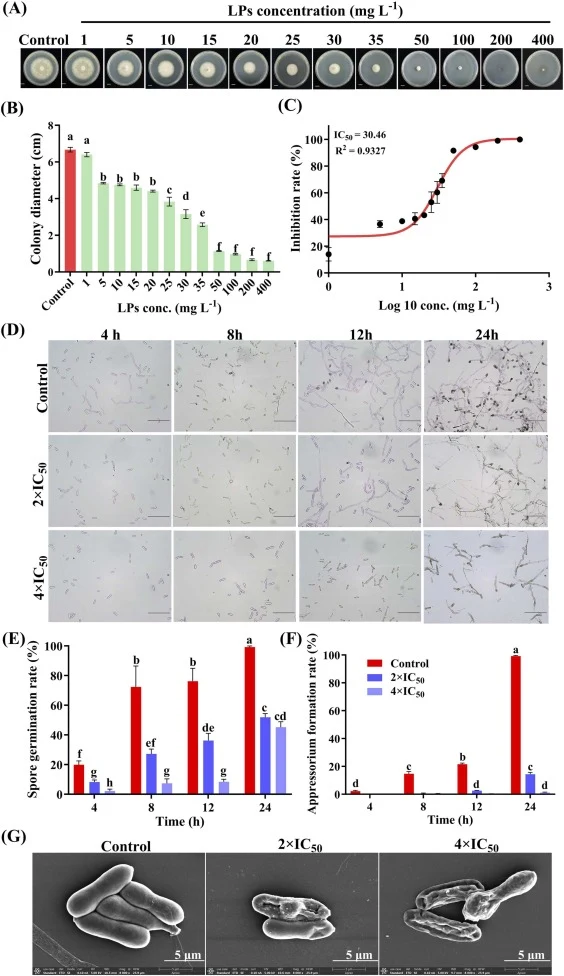 In vitro antifungal activity of the crude lipopeptide extract from J69 against C . gloeosporioides . (A) Representative images of fungal growth on PDA plates supplemented with LP extract at concentrations ranging from 0 to 400 mg L⁻¹ ; (B) Quantitative analysis of colony diameter (cm); (C) Dose-resp