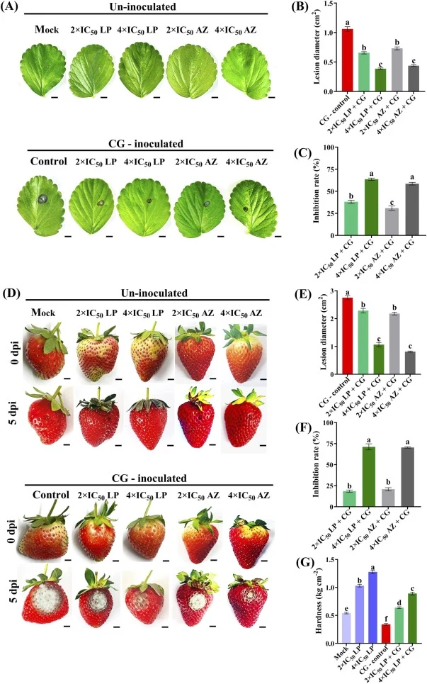 In vivo biocontrol efficacy of the crude lipopeptide extract from B . velezensis J69 against strawberry anthracnose. (A) Representative images of detached strawberry leaves at 5 dpi; Treatments: uninoculated controls (Mock, 2 ×IC₅₀, 4 ×IC₅₀), and CG-inoculated treatments (CG alone, 2 ×IC₅₀ + CG, 4 ×