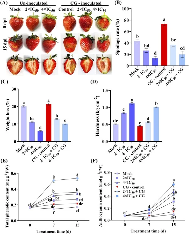 The crude LP extract from B. velezensis J69 preserves postharvest quality and enhances phytochemical composition of strawberry fruit. (A) Representative images of uninoculated (Mock, 2 ×IC₅₀, 4 ×IC₅₀) and CG-inoculated (CG-control, 2 ×IC₅₀ + CG, 4 ×IC₅₀ + CG) strawberry fruits at 0 and 15 dpi, with
