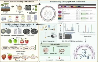 Mangrove-derived Bacillus velezensis J69 lipopeptides contro