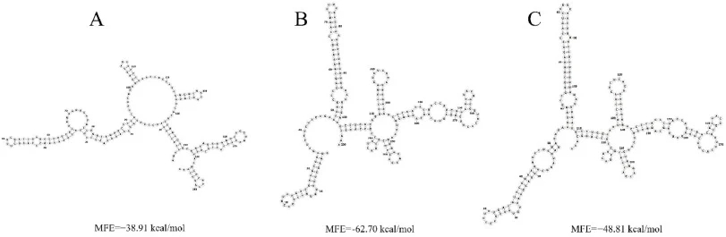 RNAfold-predicted secondary structures of the 3′-UTR/terminator region for the three unique architectures: (A) Control construct without an additional hairpin, (B) construct with hairpin variant 1, (C) construct with hairpin variant 2. Nucleotide numbering is shown along the structure. Minimum free