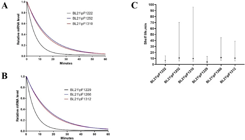 Effect of 3′-UTR hairpin structures on apparent mRNA stability in Escherichia coli. (A) mRNA decay curves for constructs encoding SUMO–SARS-CoV-2–derived peptide following transcriptional arrest with rifampicin. (B) mRNA decay curves for constructs encoding SUMO–liraglutide-derived peptide. (C) Appa