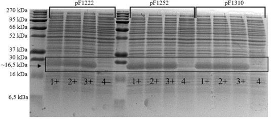 SDS-PAGE analysis of E. coli SUMO-peptide 4 cell lysates after the 180 min of induction. Lane designations: