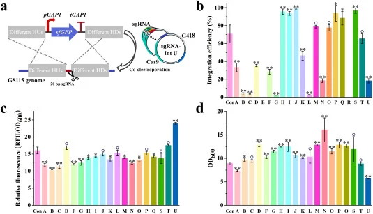 Systematic screening of genomic integration sites in P. pastoris for optimal heterologous expression. (a) Schematic workflow of CRISPR/Cas9-mediated site-specific integration. A double-strand break is introduced at the target intergenic region using a specific sgRNA. A donor DNA containing an expres