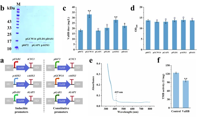 Expression and characterization of recombinant hemoglobin VaHB. (a) Schematic of the constructed expression cassettes for VaHB production. (b) SDS-PAGE analysis of purified secreted VaHB. Lane M: protein molecular weight marker; other lanes show purified VaHB samples. (c) Extracellular VaHB producti