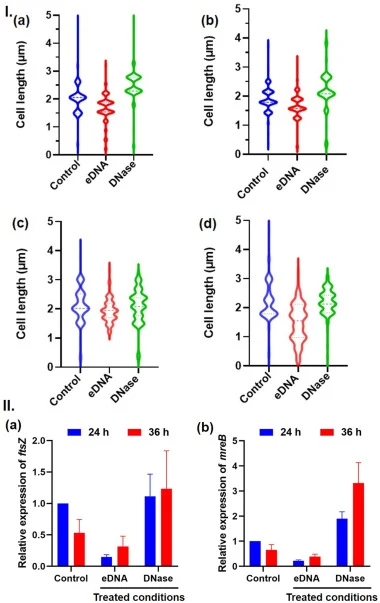 Cell size distribution and cytoskeletal gene expression in P. putida KT2440 under control and treated conditions. I. Violin plots illustrating the distribution of bacterial cell lengths measured using Oufti software under different growth conditions. Panels (a) and (b) represent planktonic cells at