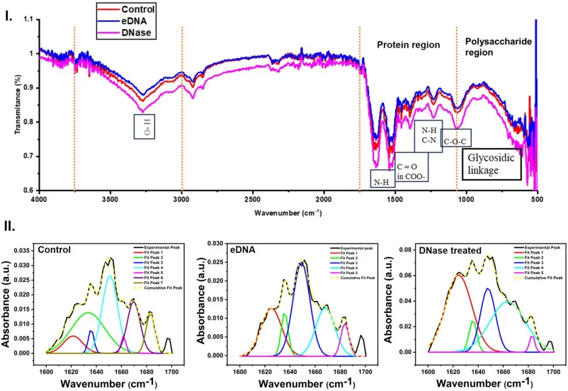 Structural characterization of EPS of P. putida KT2440. I. ATR-FTIR spectrum of EPS, and II. Curve fitting of deconvoluted peaks in the Amide I region for analysis of the secondary structure of protein in Control, eDNA, and DNase treated conditions.