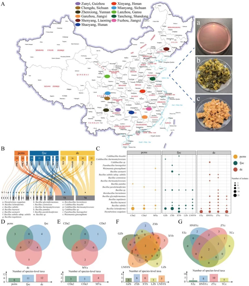 Related information associated with traditional Chinese plant-based fermented foods and the isolation results of culturable isolates recovered by culture-dependent isolation. A total of 12 traditional plant-based fermented food samples were collected from 11 Chinese cities and grouped according to f