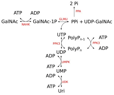 Enzyme cascade for the production of UDP-GalNAc. Enzymes are shown in red, metabolites in black. Abbreviations: GalNAc: N-acetylgalactosamine; GalNAc-1P: N-acetylgalactosamine-1-phosphate; ATP: adenosine triphosphate; ADP: adenosine diphosphate; PPi: inorganic pyrophosphate; Uri: uridine; UMP: uridi