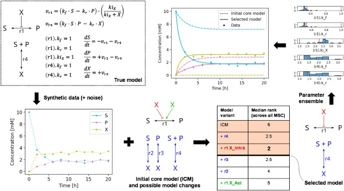 Overview of the rediscovery test with a simple toy model. Synthetic time course data with a 2-hour step were generated by simulating the true model. Gaussian noise (mean: 0, standard deviation: 0.2) was added to the data, which were then used as input for MoRSel, along with an initial (incomplete) c