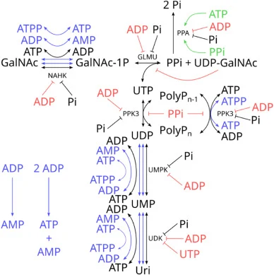 Network graph of the initial core model with all candidate model changes contained in the library. Black: initial core model (compare with Figure 2), blue: stoichiometric candidate changes (addition of reaction variants or new reactions), red/green: kinetic candidate changes (addition of inhibitory/