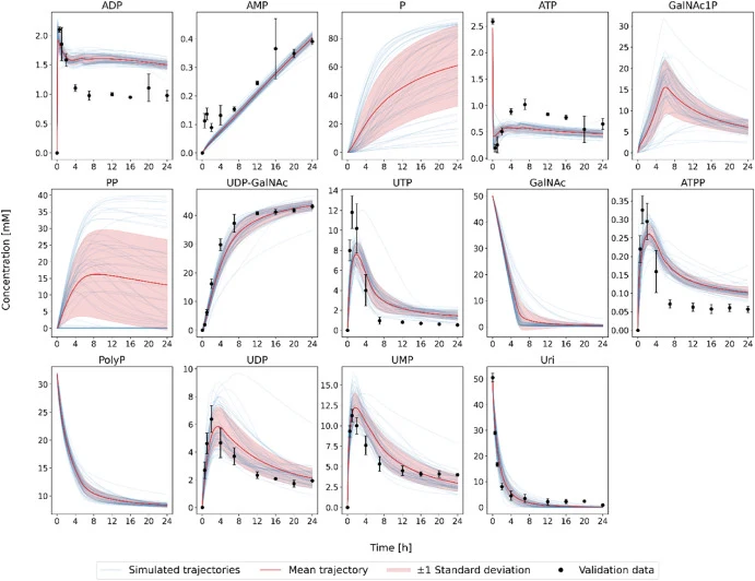 Simulated trajectories of the predicted optimal initial enzyme and substrate concentrations for titer optimization with data from the experimental validation. The simulation was repeated for each parameter set of the ensemble (average trajectories ± standard deviation and individual trajectories are