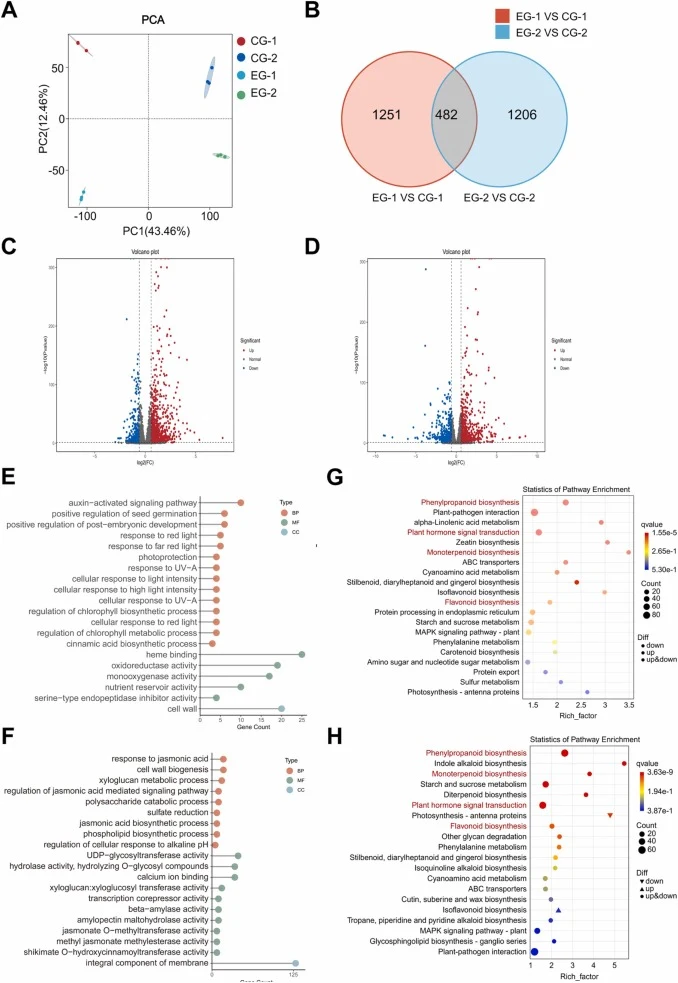 Transcriptomic responses of E. ulmoides leaves to P. putida EU-36 inoculation. (A) PCA analysis of RNA-seq samples. (B) Overlap of differentially expressed genes (DEGs) between the two sampling stages. (C, D) Volcano plots showing up- and down-regulated DEGs in EG-1 vs CG-1 and EG-2 vs CG-2. (E, F)