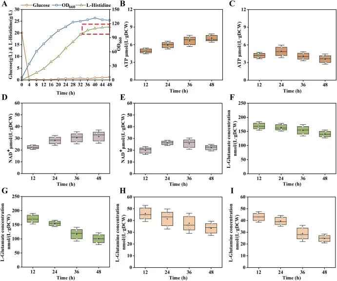 Intracellular cofactor and amino acid concentrations during L-Histidine fermentation. A: Fermentation curve of strain His20 in a 5-L fermentor. B-C: Intracellular ATP concentration in strain His18 (B) and His20 (C). D-E: Intracellular NAD+ concentration in strain His18 (D) and His20 (E). F-G: Intrac
